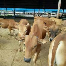300斤左右肉牛犊价格养殖利润