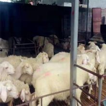 活羊市场价格价格是多少现货供应