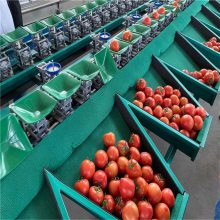 西红柿分级机 水果分选机 果蔬分拣机 挑选西红柿大小的机器 山西水果