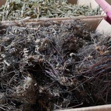 通经草的功效与作用当年货止惊草价格