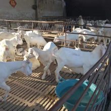 小尾寒羊羔价格报价一斤现货供应