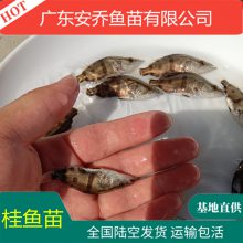 安乔2至6厘米 桂花鱼苗 鳜鱼苗 桂鱼苗 鳌花鱼苗 鳜鱼苗批发 提供饵料
