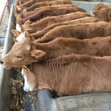 300斤肉牛犊多少钱