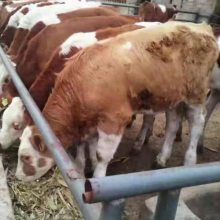 2020年肉牛犢價格養殖現貨直發