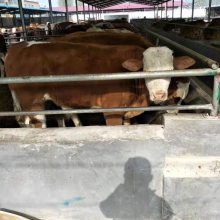 肉牛小牛多少钱一头养殖利润