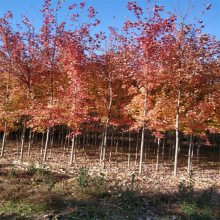 美国红枫种植方法8公分9公分10公分美国红枫价格