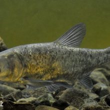 吉林花鲢鱼苗延吉大头鳙鱼苗白山白鲢鱼胖头鱼苗大安黑鲢淡水鱼苗四大