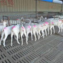 纯种黑头杜泊羊价格是多少现货价格
