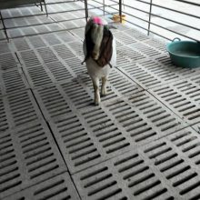 现在肉羊价格报价一斤价格报价一斤现货价格