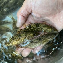 老虎鳜鱼苗鳜鱼苗求购虎斑鳜鱼苗养殖基地盈亿水产
