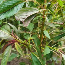 雪樱子种子四季播种帝菜绿色盆栽特菜野菜高产多次采收图片