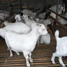 黑山羊羊苗价格报价一只专业养殖现货价格
