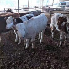 肉牛犢價格西門塔爾牛犢現在價格養殖現貨直發