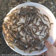 泥鳅种