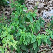 中药材驴耳风毛菊