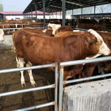 肉牛多少錢一斤養殖現貨直發