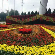 国庆节花坛设计,国庆节用什么花,十一花坛设计平面图