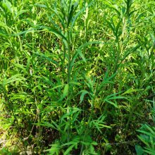 藜蒿苗多年生芦蒿多次采收柳蒿芽水蒿种籽白蒿菜四季盆栽