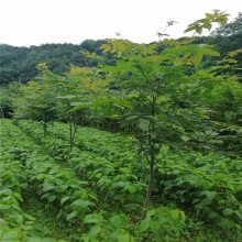 六峰爱博青钱柳种植基地青钱树种子树苗常年出售