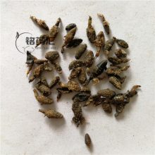 产品标签|金沙牛金沙牛图片中药材睡虫供应中药材睡虫中药睡虫价
