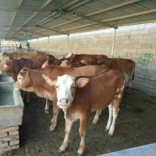 500斤肉牛多少钱一头