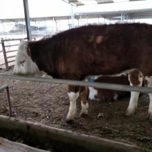 肉牛多少钱一斤今日肉牛毛重价格养殖利润