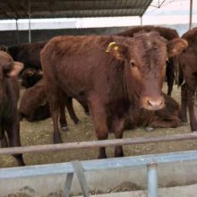 肉牛犊报价养殖利润