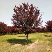 密枝紫叶李 速生红叶李树南北方庭院工程行道绿化树木当年开花