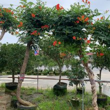 江苏凌霄花基地