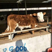 肉牛犊养殖场价格