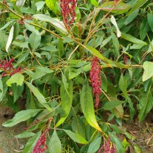 雪樱子种子四季播种帝菜绿色盆栽特菜野菜高产多次采收图片