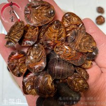 中药材土鳖虫地鳖虫土元地乌龟蟅虫一公斤起售包邮