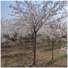 染井吉野樱花树苗价格10公分早樱树苗批发高杆樱花树种植基地