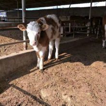 肉牛犊肉牛犊多少钱一头养殖利润