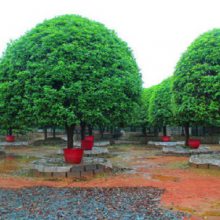 昆明小区绿化苗木供应 来电咨询 曲靖开发区久田种植供应