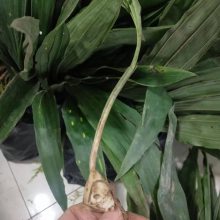【冰球子种植】冰球子种植价格_冰球子种植报价 热门产品 中国供应