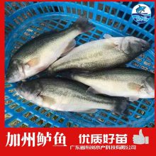 人工繁殖加州鲈鱼苗训料鲈鱼苗供应产地发货布岗鱼苗