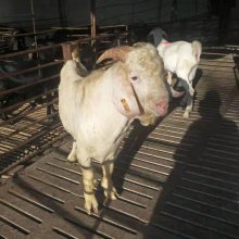 白山羊三大网赌正规平台报价一只养殖厂现货三大网赌正规平台