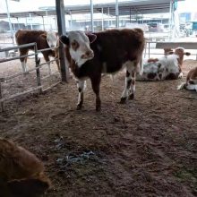 活肉牛价格今日价养殖利润