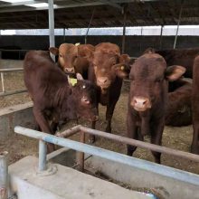 100斤小牛犊多少钱一头养殖利润