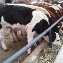 活肉牛價格多少錢一斤肉牛價格養殖現貨直發