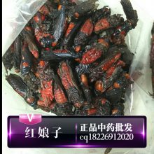 中药材红娘子药用价值红娘红女红姑娘么姑虫灰花蛾花大鸡山鸡腰红盖虫