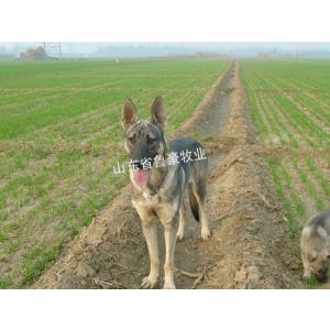 供应中华狼青犬价格 中华狼青犬幼崽价格 包健康一年主营产品:狗其他
