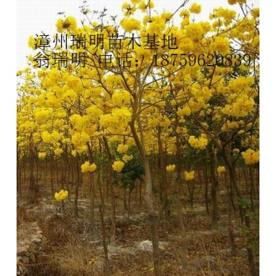 蓝花风铃木