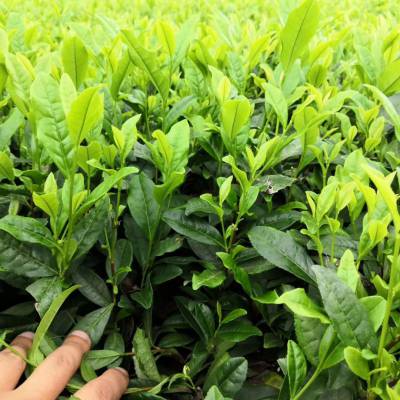 文山州茶苗批发怒江州茶叶苗价格云南大叶茶树苗批发