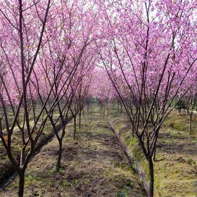 大量出售 美人梅 适应性强 庭院地栽苗 公园景点装饰行道树 花色烂漫