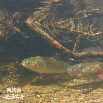 东北黑龙细鳞鱼销售公司黑龙江产地销售冷冻细鳞鱼速冻大小规格细鳞鱼