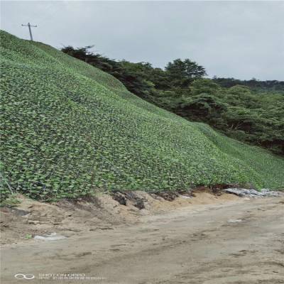 矿山复绿边坡防护网高边坡客土喷播植草挂网坡面植被绿化喷浆网护坡网