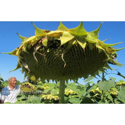 油葵种植矮大头油葵种子花海