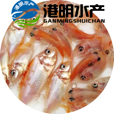 新苗生态养殖罗飞鱼苗 饲料罗飞鱼苗 无寄生虫 可立即投喂 包邮到家